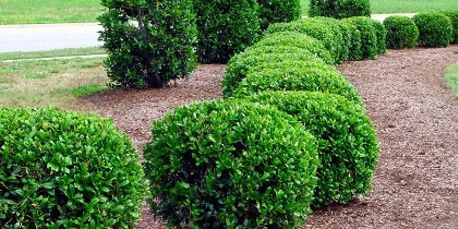 Well-maintained trimmed shrubs at a commercial property