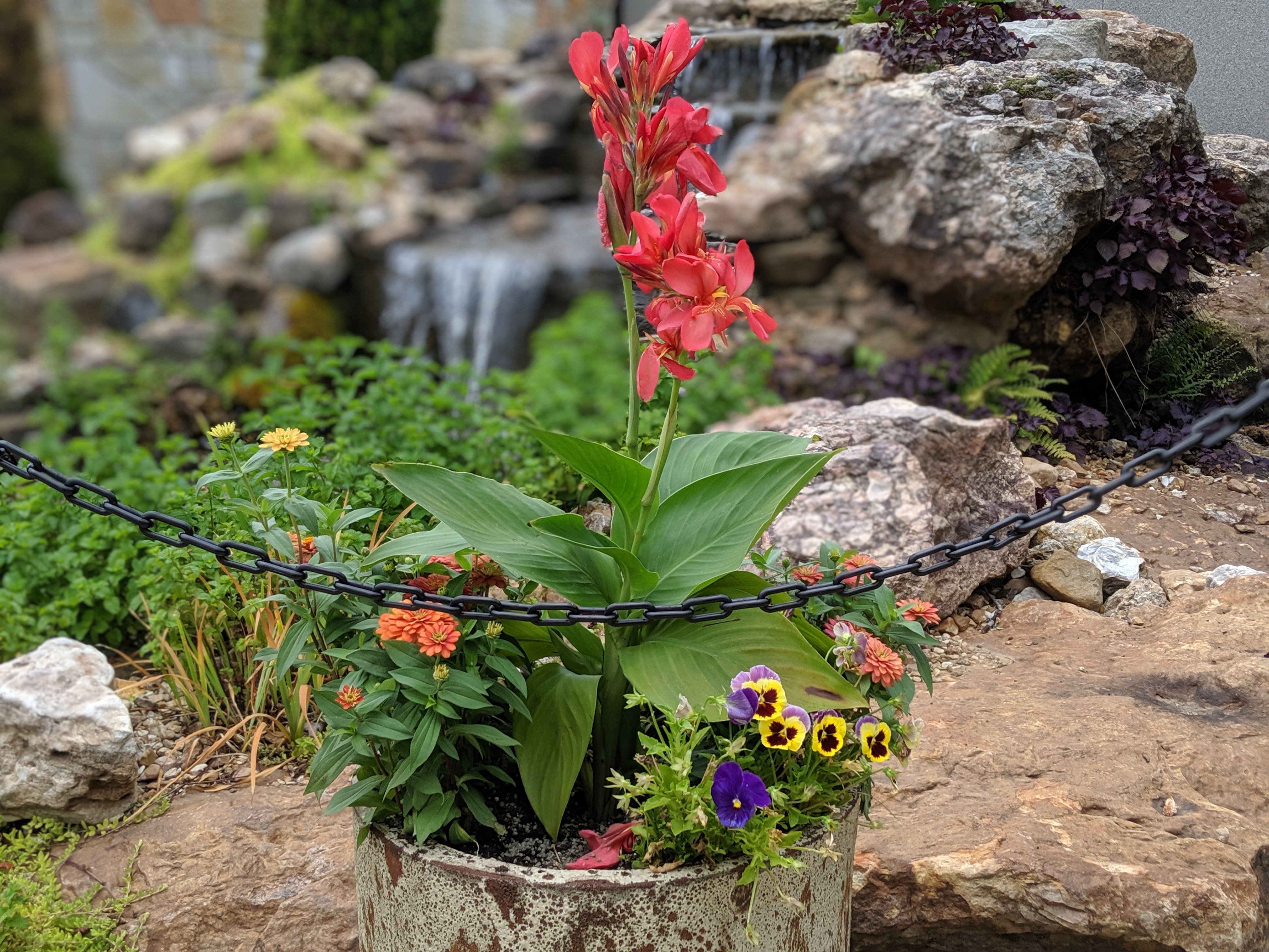 Canna lily, zinnias, and pansies in a stone planter