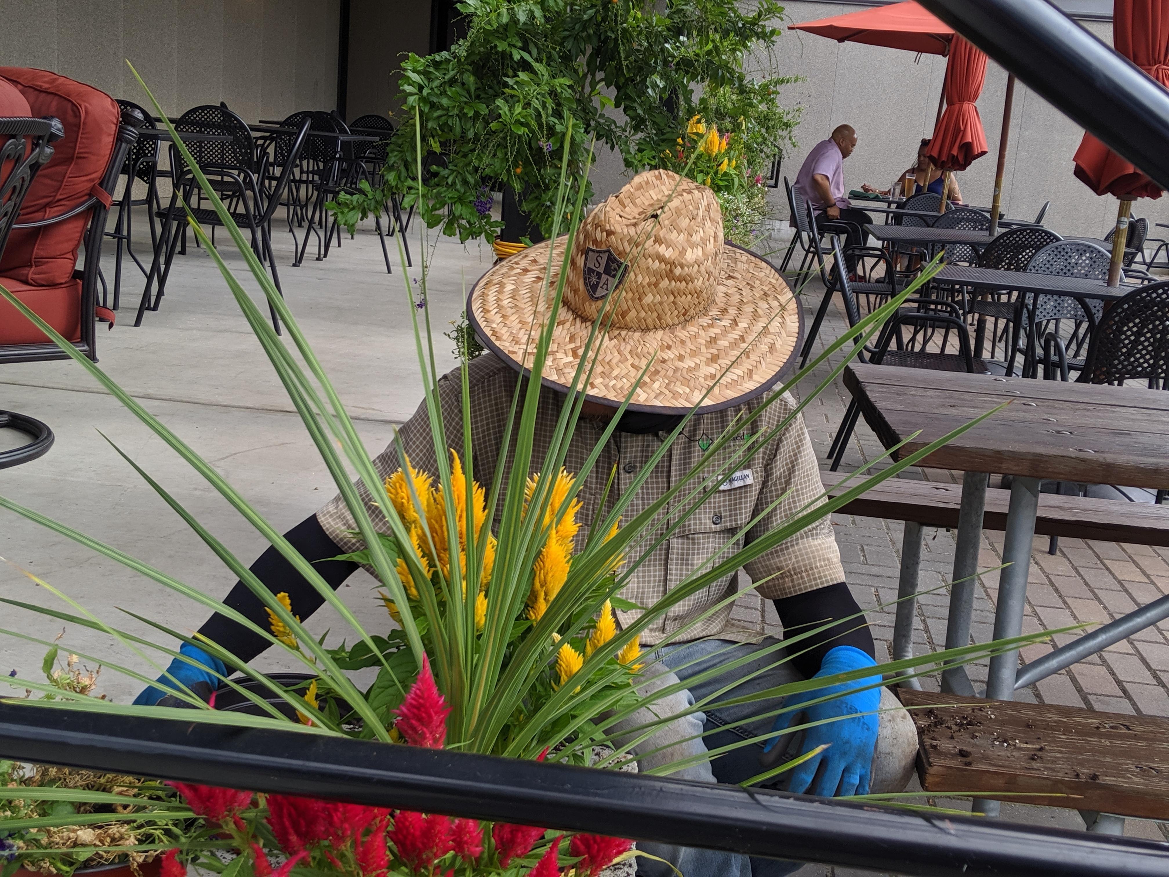Crew planting celosia and ornamental grass around a patio