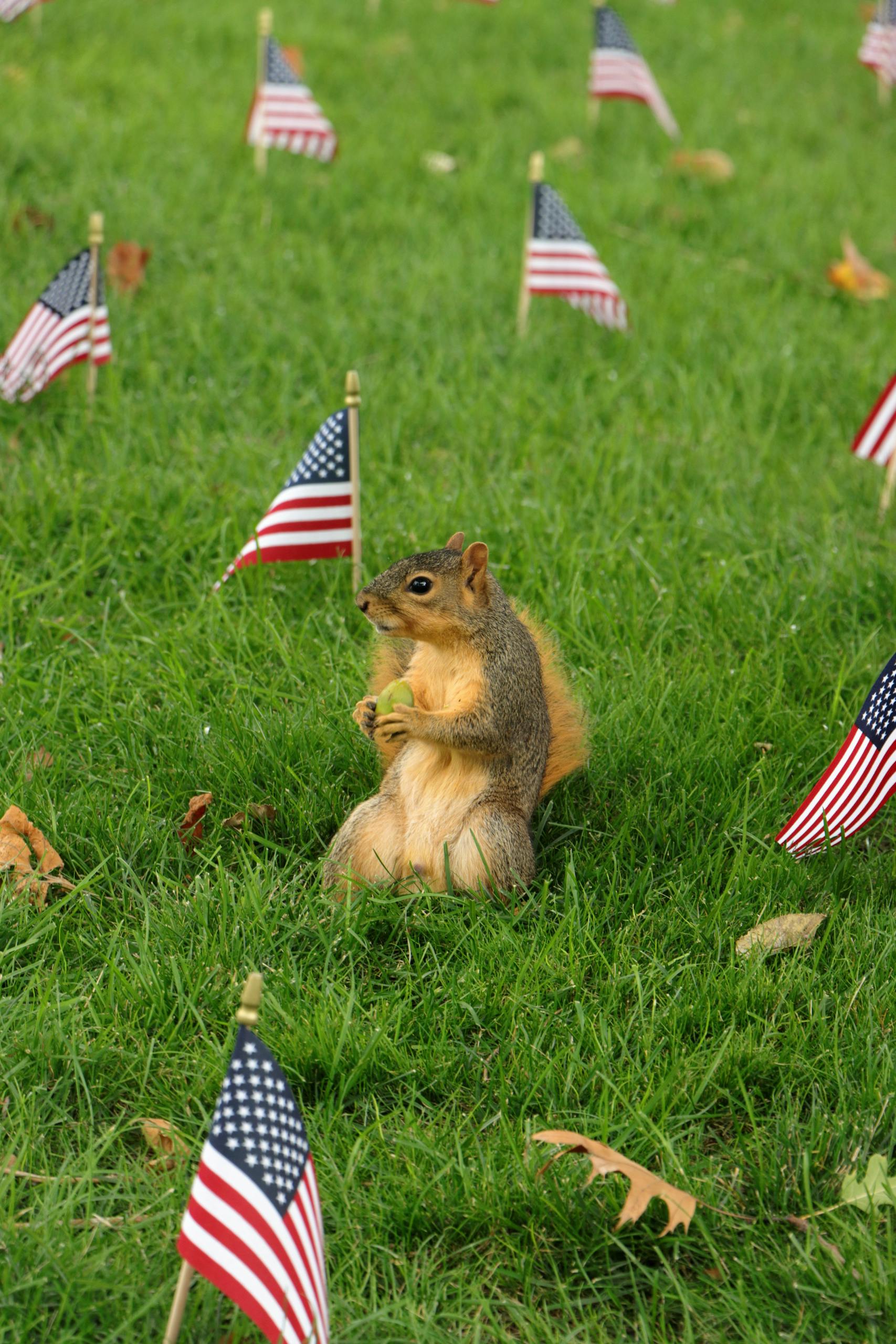 A squirrel sits surrounded by small American flags on a lush green lawn.